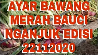 ayar bawang merah bauci nganjuk edisi 22112020