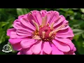 Tips for Growing Cut Flowers Flower Farming for Market