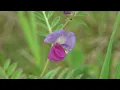 Download Lagu Vergeten wikke - Vicia sativa (segetalis)