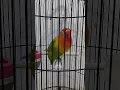 Lovebird fighter ngeslup durasi panjang #burung #lovebirds #lovebirdngekek #trending #viral #fyp