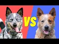 Blue Heeler vs Red Heeler - Difference between the Australian Cattle Dogs