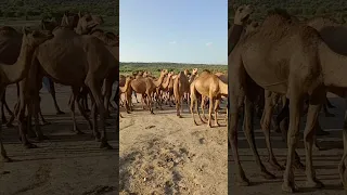 قافلة الجمال الضخمة تسير ببطء في صحراء ثر 