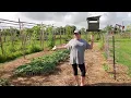 Avoid this MISTAKE when using Hay as Mulch Ruth Stout Method