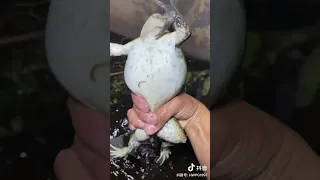 شاهد صيد ضفدع بري كبير 