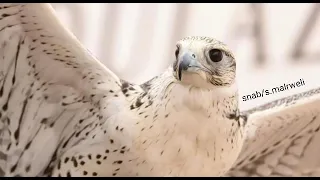 ياطير ياللي تنهض الريش وتطير تصميمي ٢٠٢١ 