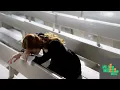 Alesso - CONFESSION - Extended Mix