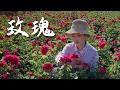 Download Lagu In Yunnan, roses are not just a symbol of romance — they are a real, delicious part of everyday life
