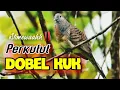 Download Lagu Perkutut Lokal KUK 3 Suara Nyaring Jelas Banget ‼️ SEMPURNAA ‼️ 😍