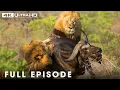 Download Lagu WILD SAVANNAH | The Battle for Survival from the Heart of Africa | Nature Animal Documentary