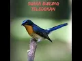 Lagu suara pikat burung teledekan jernih ampuh