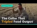 How the Ox Collar Tripled Medieval Farm Output