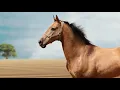 عيضه المنهالي - سنافيه - النسخة الأصلية - EIDA ALMINHALY - HD
