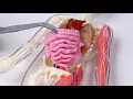 Squishy Human Body from SmartLab Toys