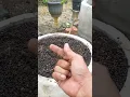Download Lagu Emas Hitam dari Kandang: Cara Mudah Membuat Pupuk Cair Kotoran Kambing!
