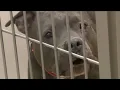 PACC says its kennels are really really full