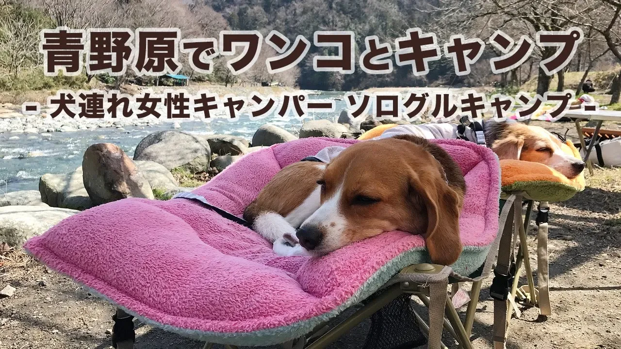 【キャンプ】青野原でワンコとキャンプ - 犬連れ女性キャンパー ソログルキャンプ - 썸네일