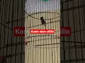 Download Lagu konin isian cililin panjang #shorts #konin #koninisiancililin #koninisian #koningacor