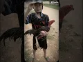 Download Lagu gà chọi. ko đối thủ. ai cg rén... gagagaga@gà choi