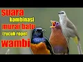 Download Lagu suara kombinasi murai batu wambi dan trucuk ropel kemricik air