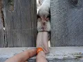 Funny goat eating tomatoes