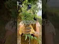 Download Lagu Nettle Conspiracy | The Sting We Need To Wake Us Up #nettles #foraging #wildfood