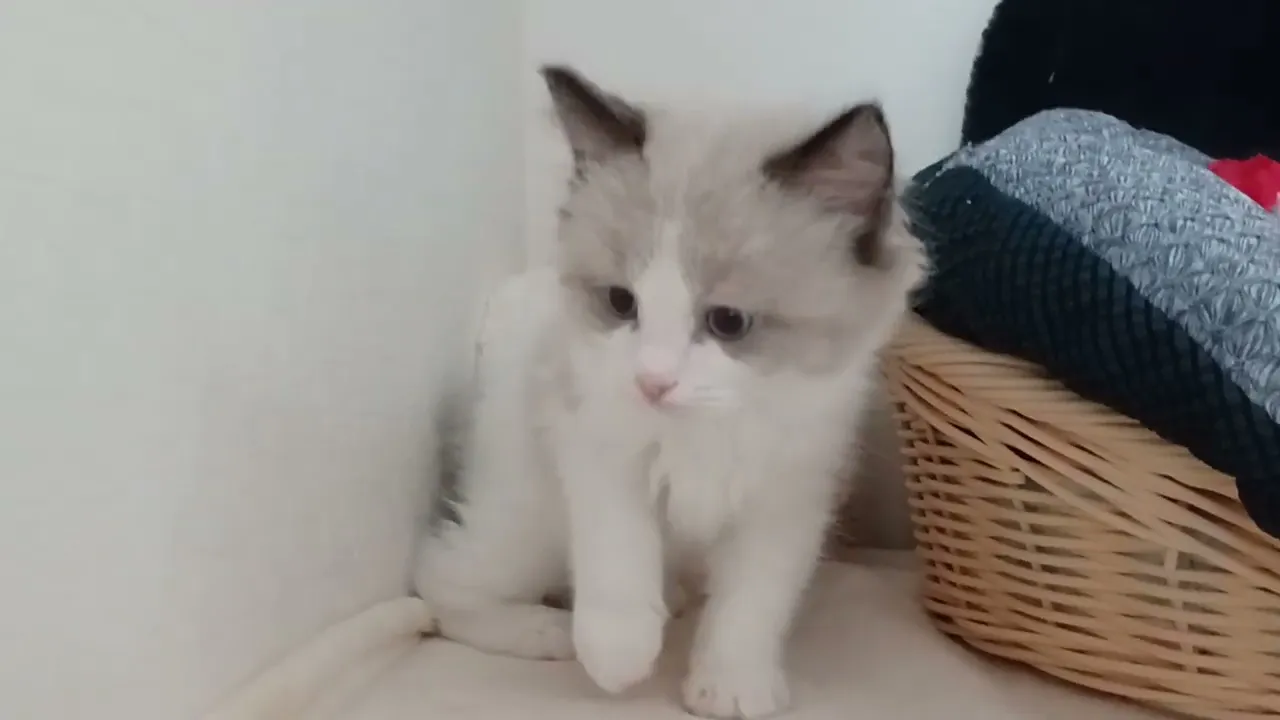 動画