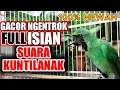 Download Lagu MEWAH 💯℅ ❗ Cucak Ijo Gacor Ngentrok Full Isian, SUARA KUNTILANAK Nembak Rapet Kasar Isian Mewah