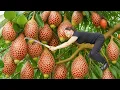 Download Lagu Harvesting Berry Dragon Scale Fruit To Sell | Turning This Rare Fruit Into Sweet Tropical Juice