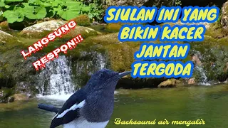 Download Siulan kacer betina memancing semua kacer jantan biar gacor MP3