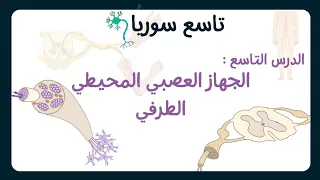 الجهاز العصبي المحيطي الطرفي علوم تاسع سوريا الدرس التاسع 2023 
