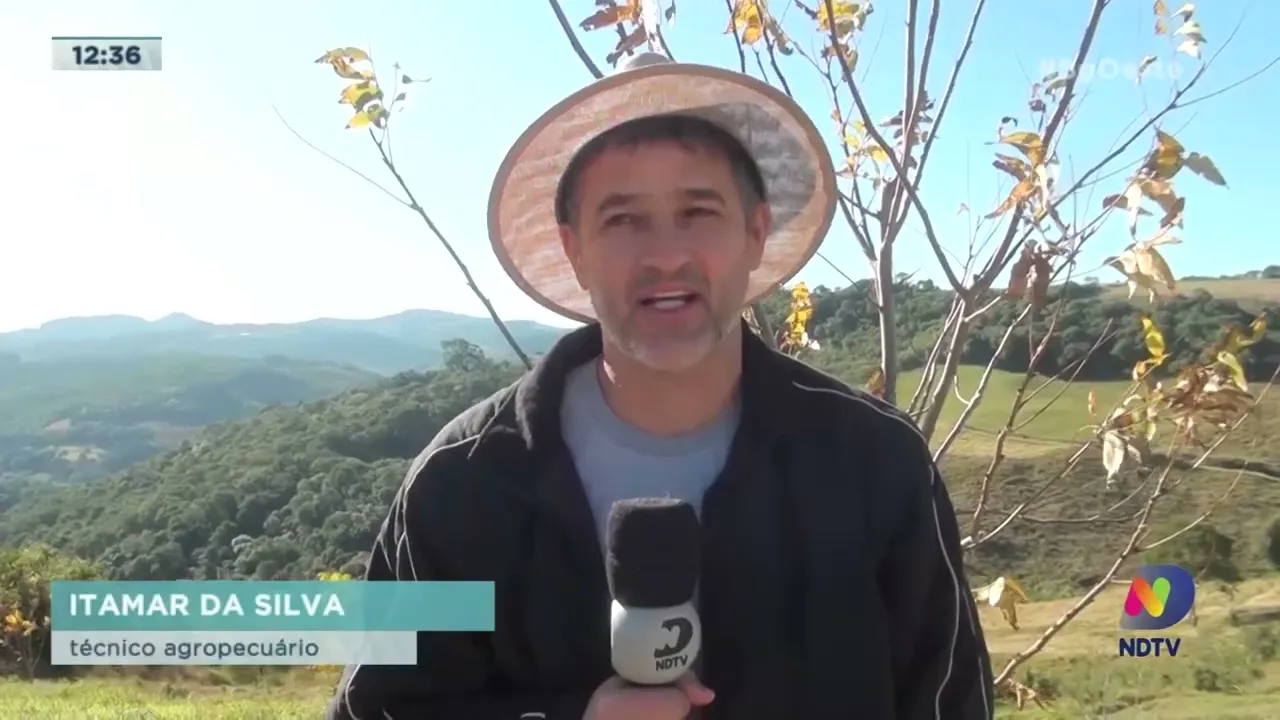 Família do Meio-Oeste aposta na produção comercialização de noz pecan