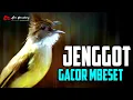 Download Lagu MASTERAN CUCAK JENGGOT GACOR BESETAN TAJEM