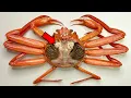 Strange Organ Inside the Crab - Crab Dissection
