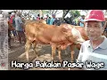 Download Lagu STOK SAPI BAKALAN PASAR WAGE MASIH AMAN, BEBAS MEMILIH