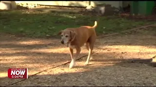 Avery s Law to increase penalties for owners of dangerous dogs in Ohio