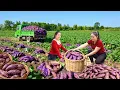 Lagu Harvesting 3000+ Sweet Potatoes with Thanh Hien | Truck Transport to Market to Sell | Tieu Hue Daily