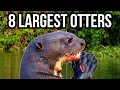 8 Of The Largest Otters In The World