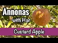 Annonas with Har Custard Apple Annona reticulata