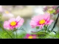 Download Lagu Morning Relaxing Music - Springtime Music, Study Music, Stress Relief (Ruby)