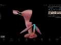 Download Lagu 3D Anatomi Reproduksi Wanita Eksterna (Genitalia Feminina Externa) - Vulva, Labia, Klitoris