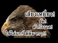 Download Lagu #เสียงเหยี่ยว! ใช้ไล่นกดีมาก!!