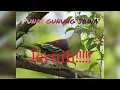 Download Lagu Suara pikat burung punai/walik gunung jawa au au....