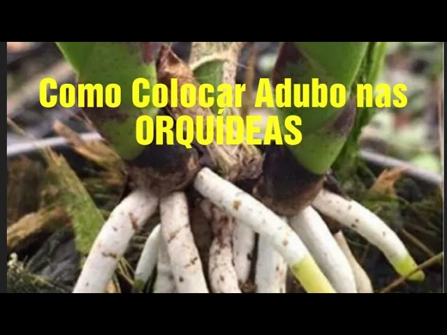 COMO COLOCAR ADUBO NAS ORQUÍDEAS