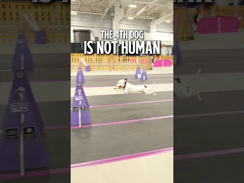 The 4th dog is NOT human