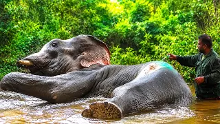 Giant Tuskers' Deadly Fight Ends in Dramatic Wild Elephant Rescue #elephant