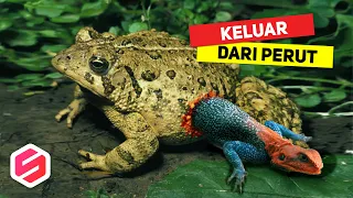 Download TIDAK MAU MENYERAH, Binatang Ini Keluar Dari Perut Pemangsanya.. MP3