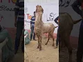 Download Lagu Love your Owner Of Goat | Bakra Qurbani Sai Pehele Rou Para | Qurbani 2023 | Emotional Video