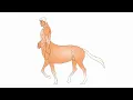 centaur horse 2d animation centaur horse walk cycle steps 1