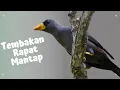 Download Lagu Jalak Rio Rio AK 47 Gacor Teler Suara Jernih Nembak Full Isian Pancingan Tembakan Tajam Masteran