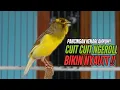 Download Lagu SUARA Kenari GACOR PANJANG Pancingan \u0026 masteran Kenari Paud AGAR gacor AMPUH Kenari MACET bunyii
